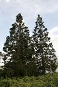 sequoias01.jpg
