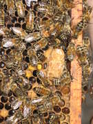 abeillespage3.JPG
