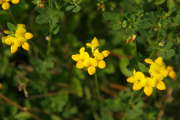 Lotiercornicule(Lotuscorniculatus)2.JPG
