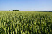 13- Agriculture alimentation - Plateau d'Egrenay -  Combs-la-Ville - Juin 2023 - CC FRC.JPG