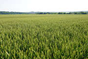21- Agriculture alimentation - Plateau d'Egrenay -  Combs-la-Ville - Juin 2023 - CC FRC.JPG